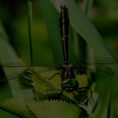 Racket-tailed Emerald