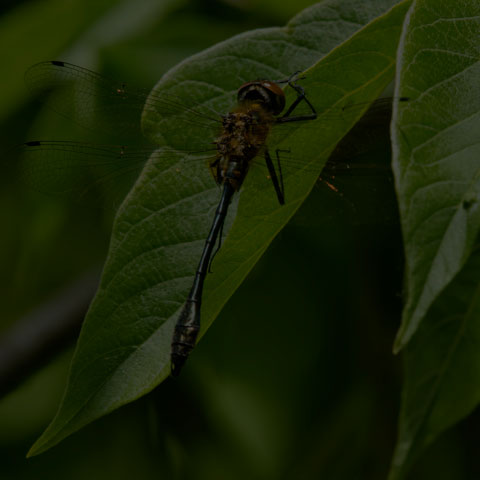 Racket-tailed Emerald