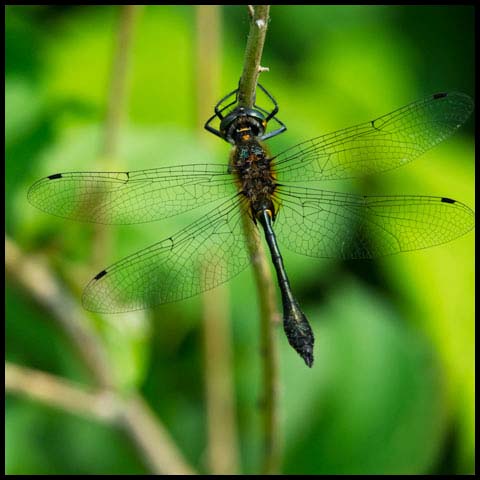 Racket-tailed Emerald