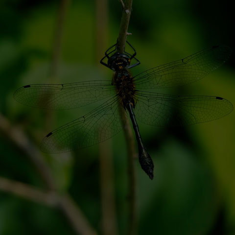 Racket-tailed Emerald