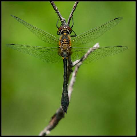Racket-tailed Emerald