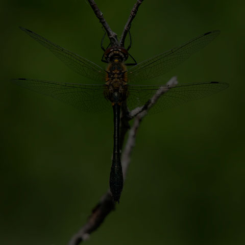 Racket-tailed Emerald