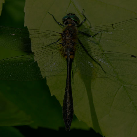 Racket-tailed Emerald