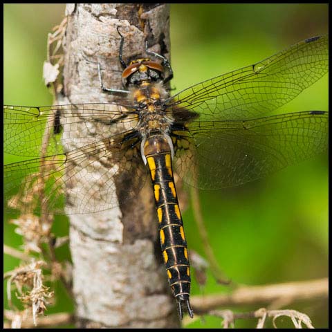 Spiny Baskettail