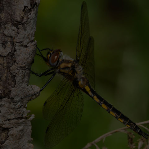 Spiny Baskettail