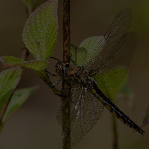 Spiny Baskettail