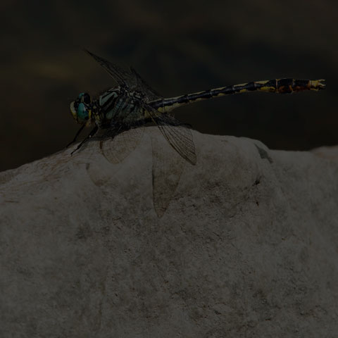 Unicorn Clubtail