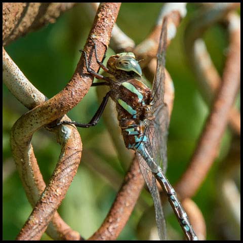 Black-tipped Darner