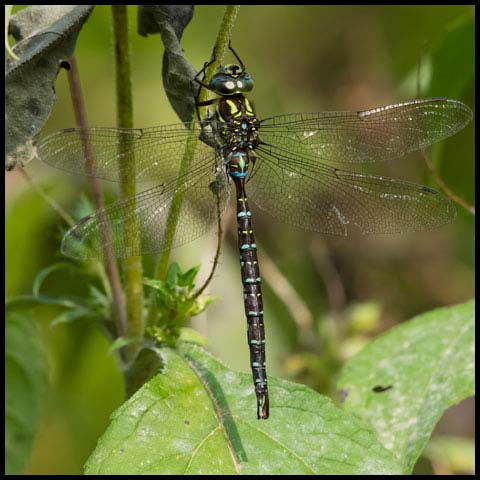 Darner Dragonflies