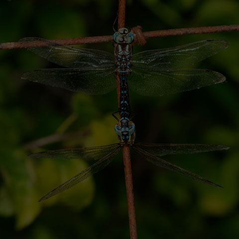 Lance-tipped Darner