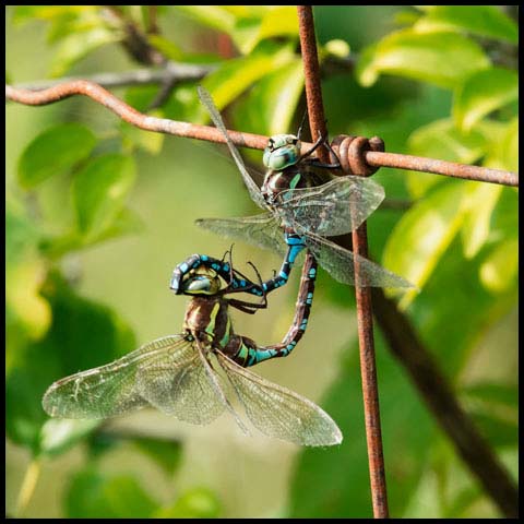 Lance-tipped Darner