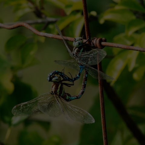Lance-tipped Darner