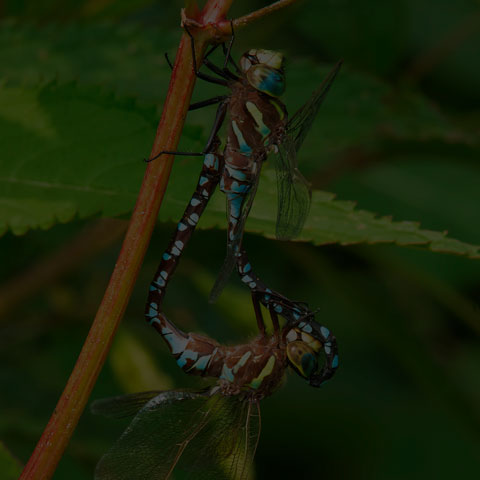 Lance-tipped Darner
