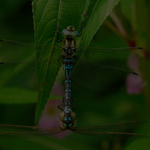 Lance-tipped Darner