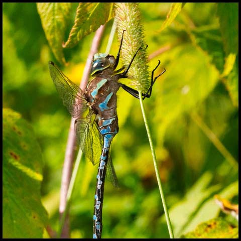 Lance-tipped Darner