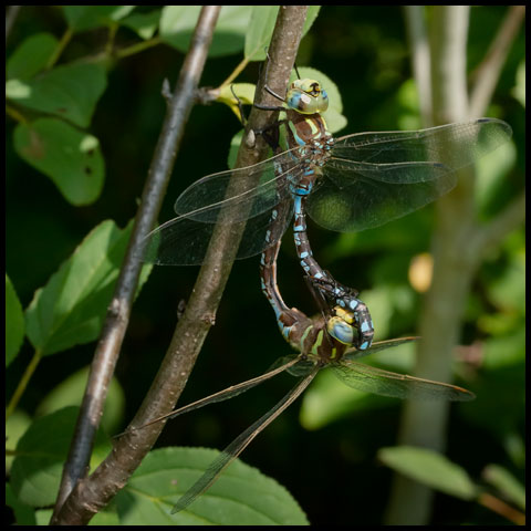 Lance-tipped Darner
