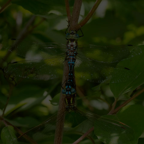 Lance-tipped Darner