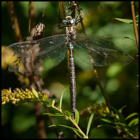 Shadow Darner