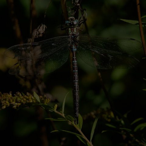 Shadow Darner