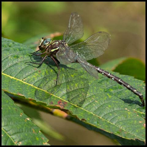 Shadow Darner