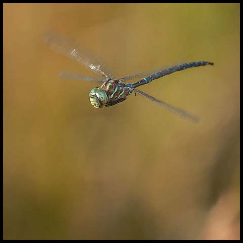 Shadow Darner