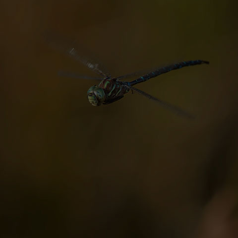 Shadow Darner