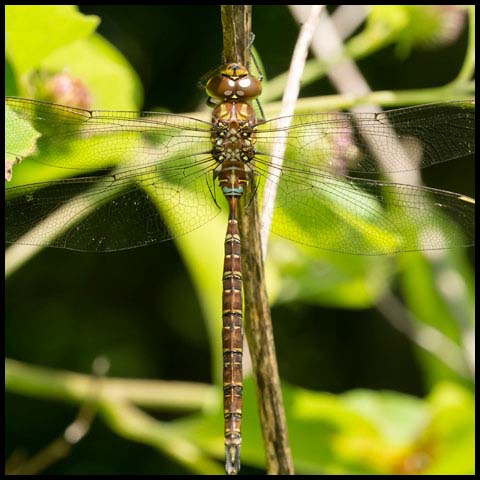 Shadow Darner
