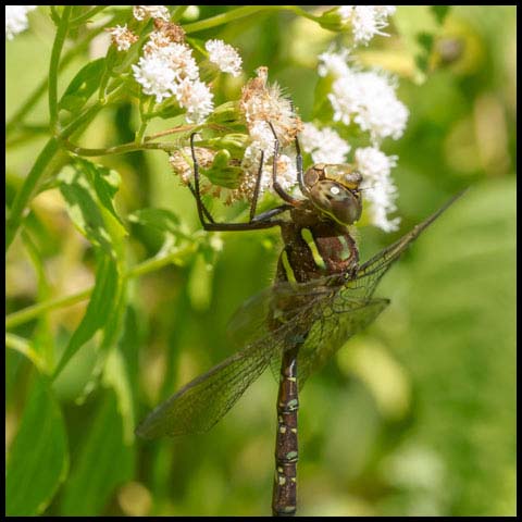 Shadow Darner