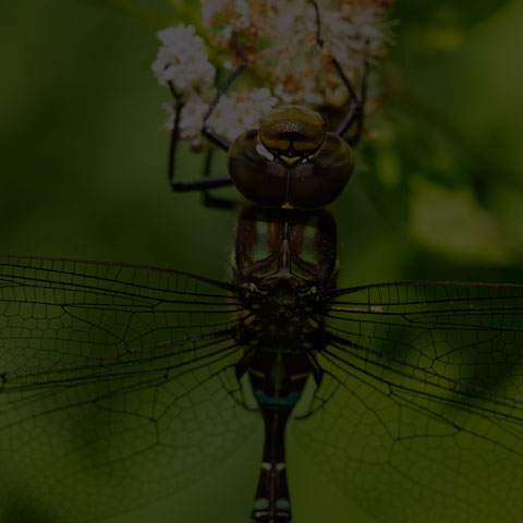 Shadow Darner