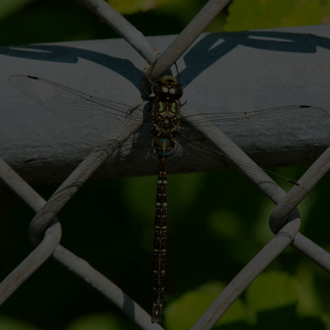 Shadow Darner