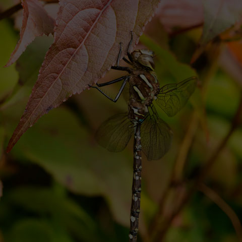 Shadow Darner