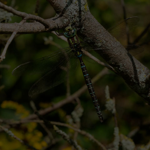 Shadow Darner