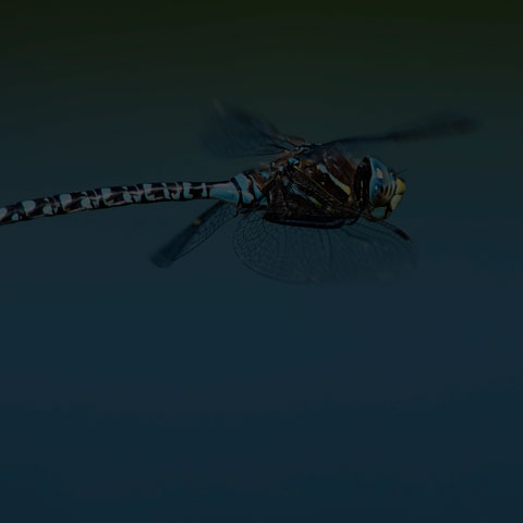 Variable Darner