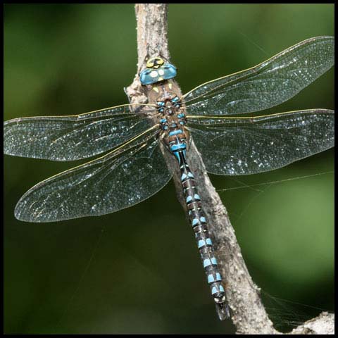 Variable Darner