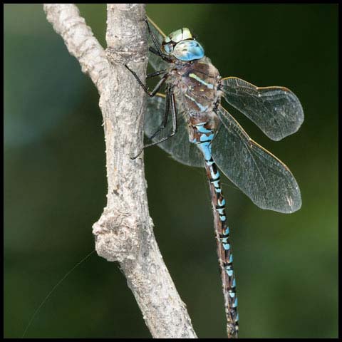 Variable Darner