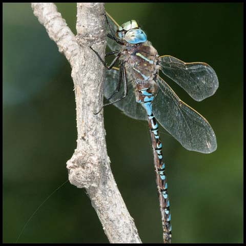 Variable Darner