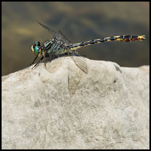 Dragonflies