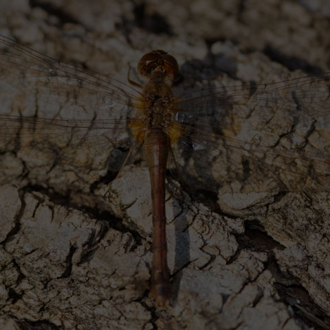 Autumn Meadowhawk