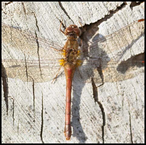 Autumn Meadowhawk