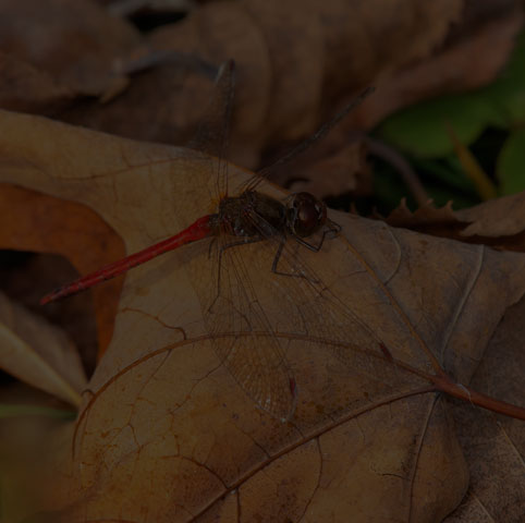 Autumn Meadowhawk