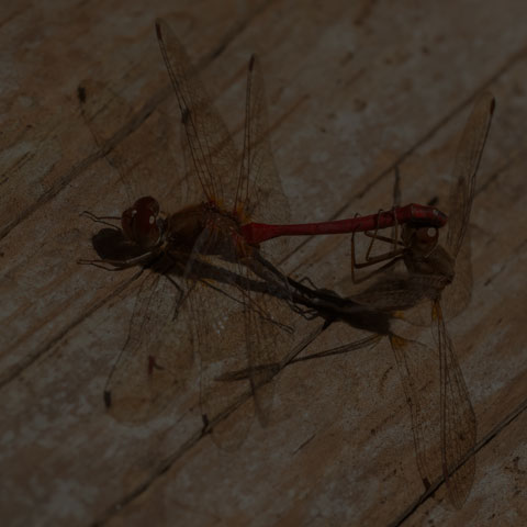 Autumn Meadowhawk