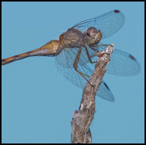Autumn Meadowhawk