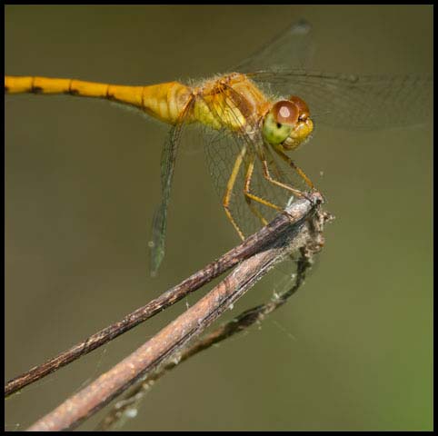 Autumn Meadowhawk