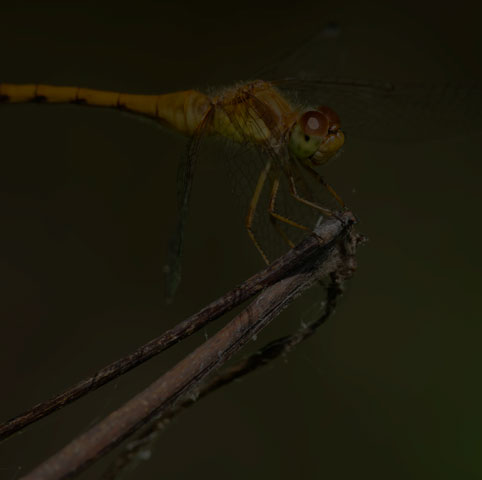 Autumn Meadowhawk