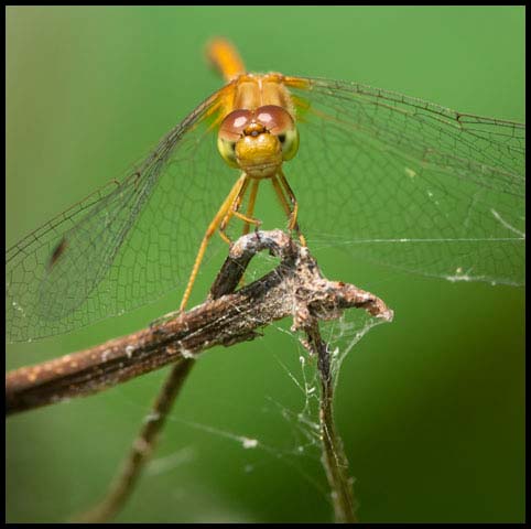 Autumn Meadowhawk