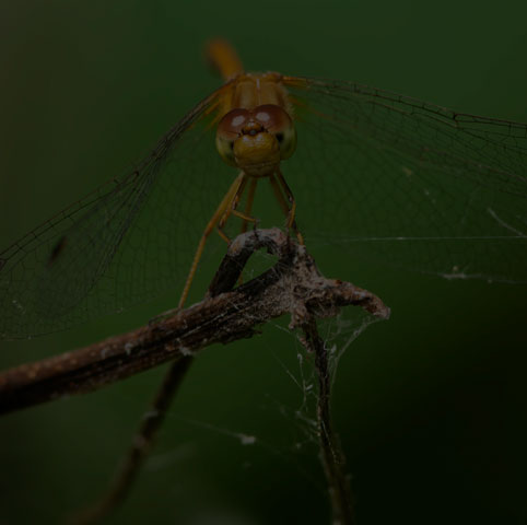 Autumn Meadowhawk