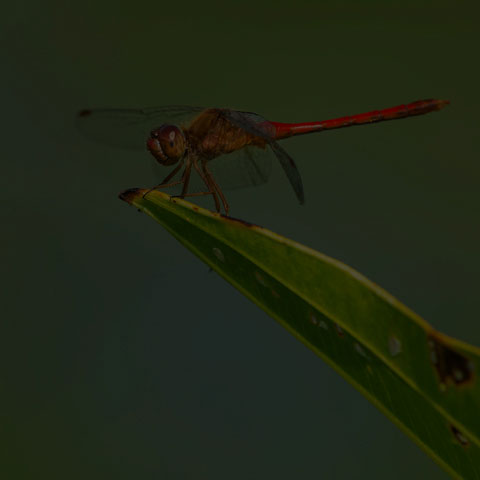 Autumn Meadowhawk