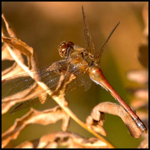 Autumn Meadowhawk