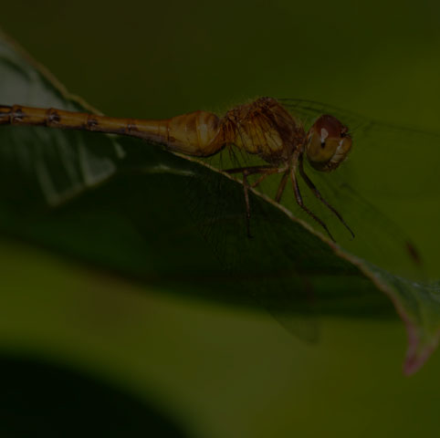 Autumn Meadowhawk