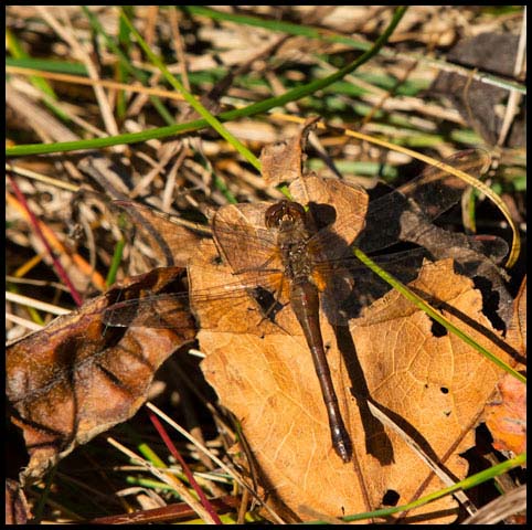 Autumn Meadowhawk